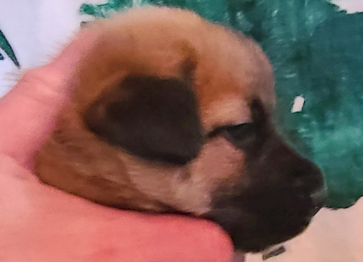 chinook puppy